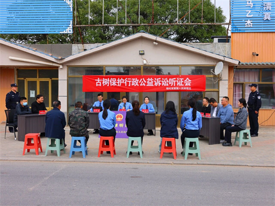 鄂托克前旗检察院：公益诉讼护航古树名木 听证监督筑牢保护屏障